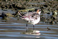 MGaves 871 Phalaropus lobatus.jpg