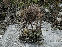 HGA003 Kalanchoe delagoensis.JPG