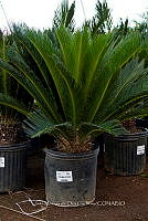 IMDOC 5726 Cycas revoluta.jpg