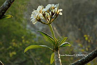 ME010 KV 00985 Plumeria rubra L., 1753_.JPG