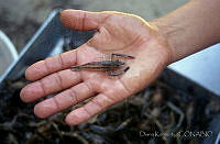 DK0880 Penaeidae.jpg