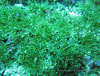 RRR0016 Gracilaria sp..JPG