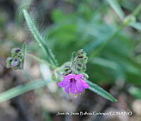 JJBC0365 Mirabilis glabrifolia.JPG
