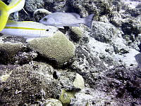 JDCB0210 Siderastrea siderea.jpg