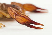 MASM07711 Thorellius sp..jpg