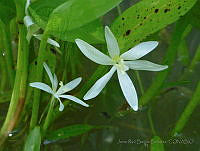JRBB095 Heteranthera limosa.jpg