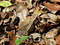 AITL002 Incilius valliceps.jpg