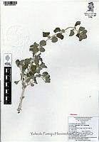 YPH2077 Marrubium vulgare.jpg