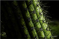 FC01 Stenocereus thurberi.jpg