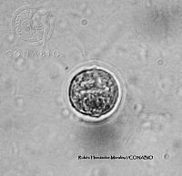 NE002 0026 Chlamydomonas incerta_100X_1.jpg