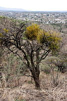 CGL5323 Viscum album.jpg