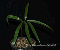 PJB ME014 229 Zamia paucijuga.JPG