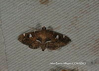 JBV055 Lamprosema canacealis.JPG