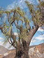 CGL0330 Beaucarnea gracilis.jpg