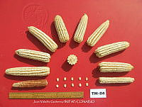 TampJVG166 Zea mays.jpg