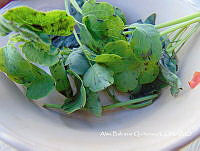 ZG007 0120 Porophyllum ruderale.jpg