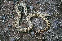 JLEDE004-20 Pituophis melanoleucus.jpg