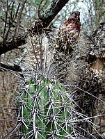 OTVBK029 3809 Lemaireocereus hollianus.jpg