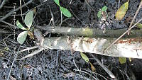 UM002 S0066 Rhizophora mangle.jpg