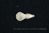 VMS-CD0196 Cryptotis magna.JPG