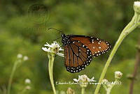 ERCV022 Danaus eresimus ssp. montezuma.JPG