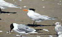 AAKVDH 0030 Thalasseus maximus y Leucophaeus atricilla.JPG