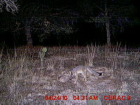 IE003 0013 Urocyon cinereoargenteus.jpg