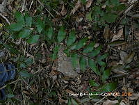 GRM006 Zamia vazquezii.JPG