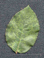 PDA0136 Rosa sp..JPG