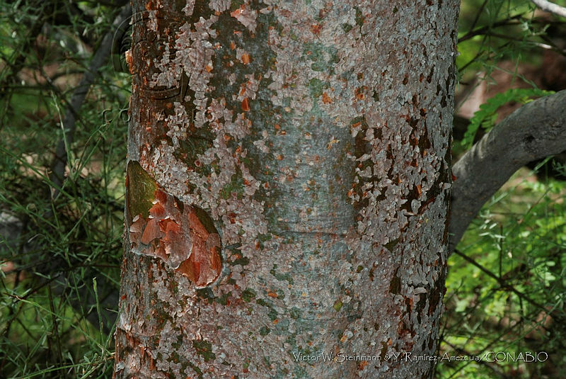 VWS&YRA0041%20Bursera%20crenata.jpg.nyf9tsj MdXtSQdhQA3g0JtbmFja29CbnFuZ3NAbXJ6LGtwZwA.fAo5J28odN