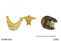 ME006 Abejas 0139 Bombus weisi Friese, 1903.jpg