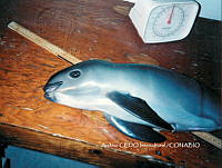 NBA0037 Phocoena sinus.jpg