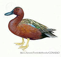 MAPM0839 Anas cyanoptera.jpg