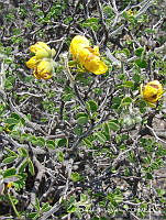 OTVHK040-889 Senna unijuga.TIF