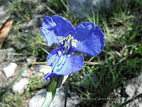 FCM29 Commelina coelestis.jpg
