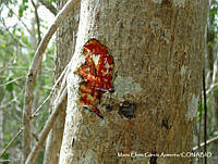 MEGA 0720 Jatropha curcas.JPG