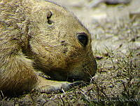 ACR0018 Cynomys mexicanus.jpg