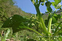 SG019 0380 Solanum nigrum.jpg