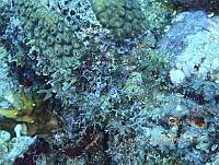 NE018 1050 Mycale.jpg