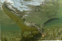 OAO0362 Crocodylus acutus.jpg
