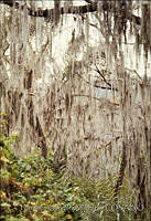 FGM3315 Tillandsia sp..JPG
