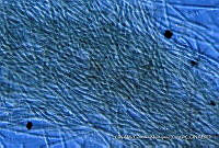 KT018 0210 Phormidium retzii 4.jpg