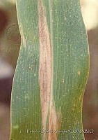 PDA0117 Zea mays.JPG