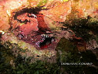 NE018 0202 Stylaster roseus.jpg