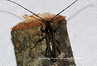 VHTH019 Stenosphenus lugens.JPG