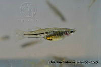 AAKVDH 0172 Poeciliopsis prolifica.JPG