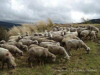 VSTC01 Ovis aries.jpg