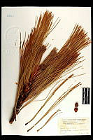 102007 Pinus arizonica.jpg