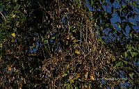 FBA1281 Ipomoea triloba.jpg