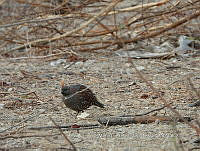 MCS IM0134 Callipepla douglasii ssp. vanderbilti.jpg